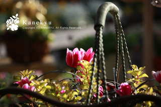 20111203a.jpg