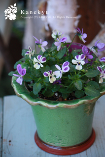 20111204a.jpg
