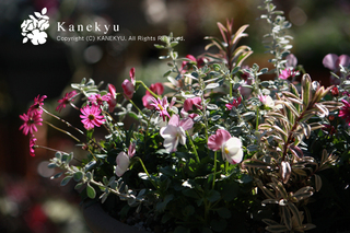 20111204c.jpg