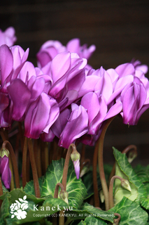 20111207g.jpg
