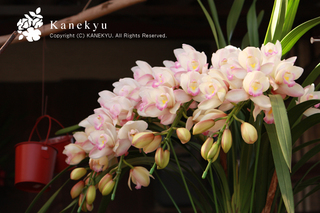 20111212c.jpg