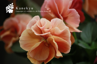 20111215a.jpg