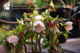 20111219g.jpg