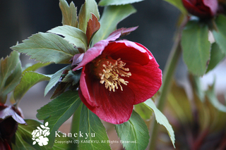 20111219j.jpg