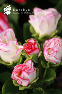 20111227a.jpg