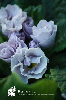 20111227h.jpg