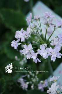 20111229c.jpg