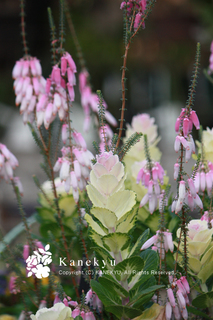 20111229f.jpg