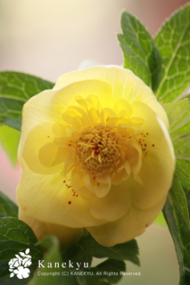 20111230f.jpg