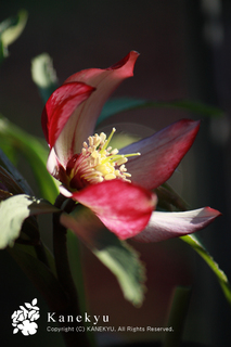 20111231b.jpg