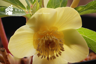20111231g.jpg