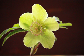 20120106k.jpg