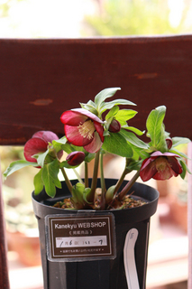 20120106n.jpg