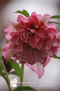 20120121c.jpg