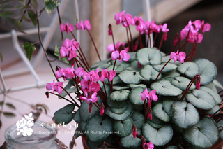 20120123u.jpg