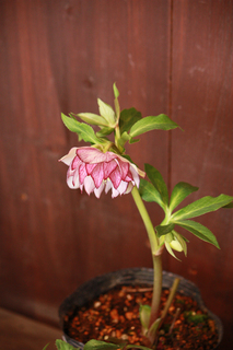 20120124pp.jpg