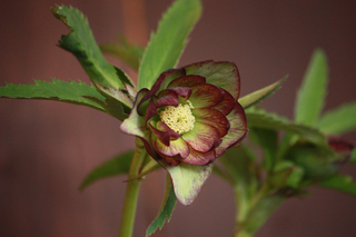 20120126d.jpg