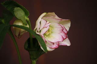 20120126g.jpg