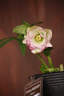 20120126gg.jpg