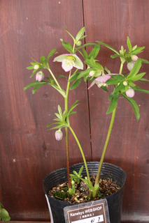20120126iii.jpg