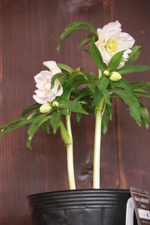 20120126kk.jpg