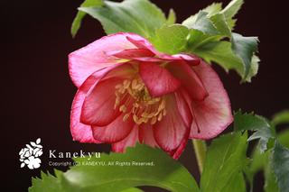 20120128g.jpg