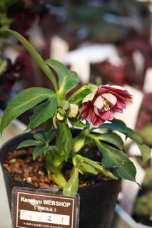 20120220bb.jpg