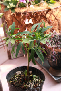 20120220dd.jpg