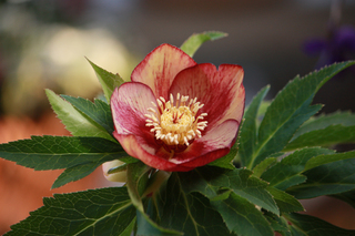 20120220f.jpg