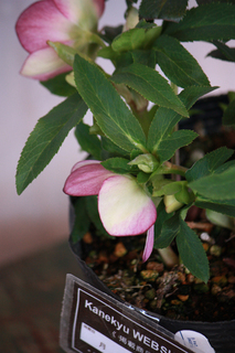 20120220nn.jpg