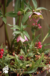20120221aaaa.jpg