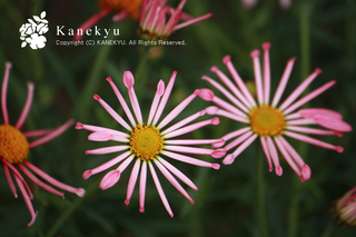 20120221bb.jpg