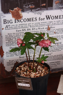 20120221ff.jpg