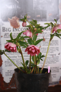 20120221ll.jpg
