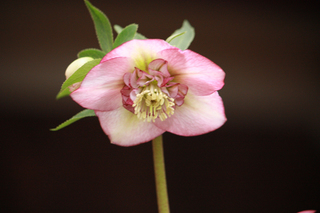 20120223e.jpg