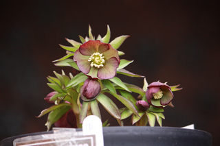 20120223ff.jpg