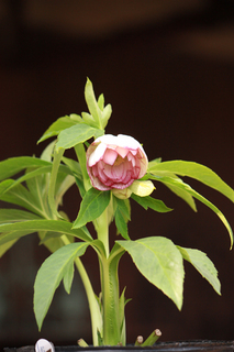 20120224ff.jpg