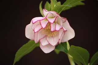 20120225l.jpg