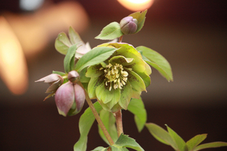 20120302g.jpg
