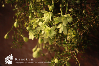 20120303c.jpg