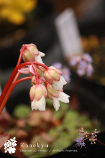 20120308e.jpg