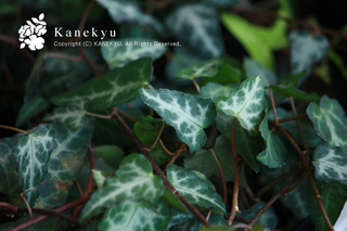 20120312k.jpg