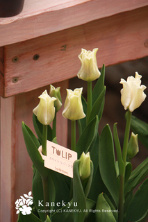 20120317e.jpg