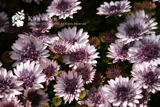 20120319m.jpg