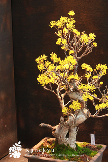 20120323g.jpg
