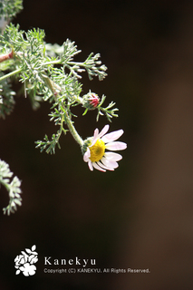 20120329c.jpg