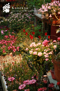 20120401c.jpg