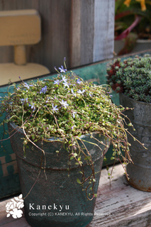 20120406e.jpg