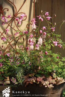 20120417a.jpg