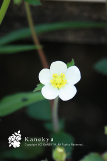20120417d.jpg